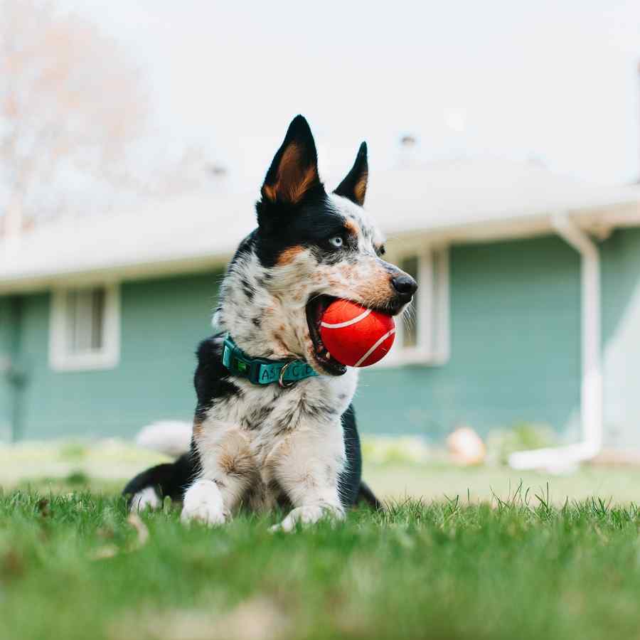 Playology Squeaky Chew Ball Pelota Masticable Sabor Carne Xl, , large image number null